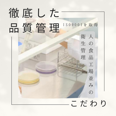 理想のオーラルガム 桜型スティック プレーン(ミルク)  75g（約30本入）